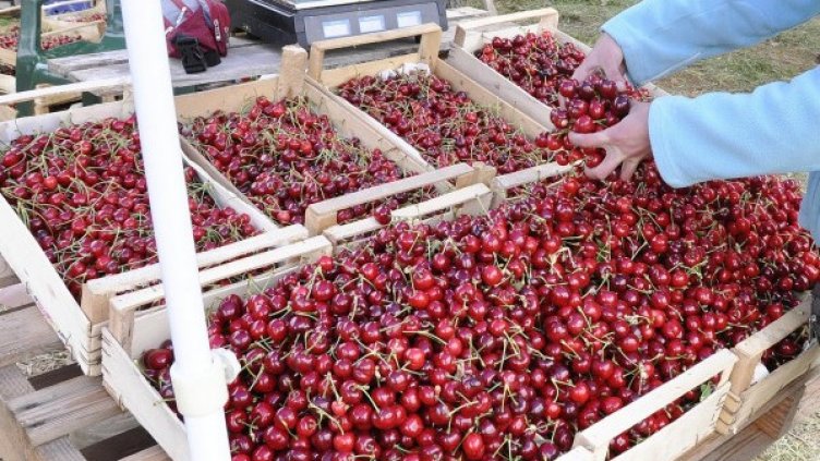 50-60 лв./кг за български череши