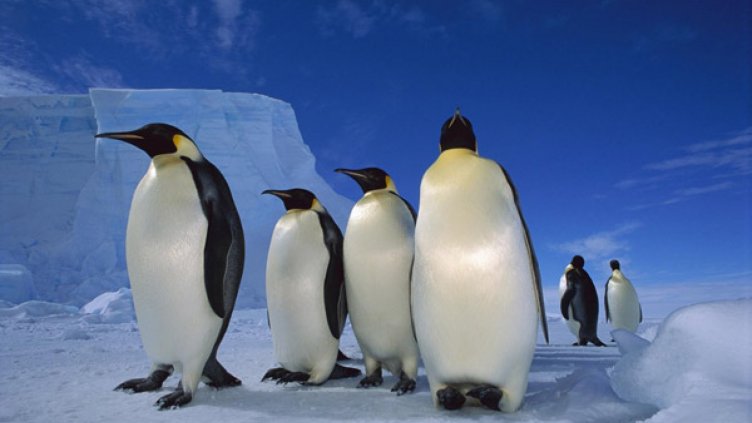 Оцеляването на морето Рос