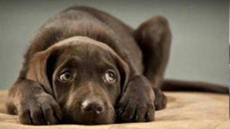 От страх: Домашно куче скочи от тераса след новогодишните гърмежи