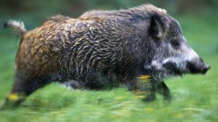 Ново огнище на чума във Варненско