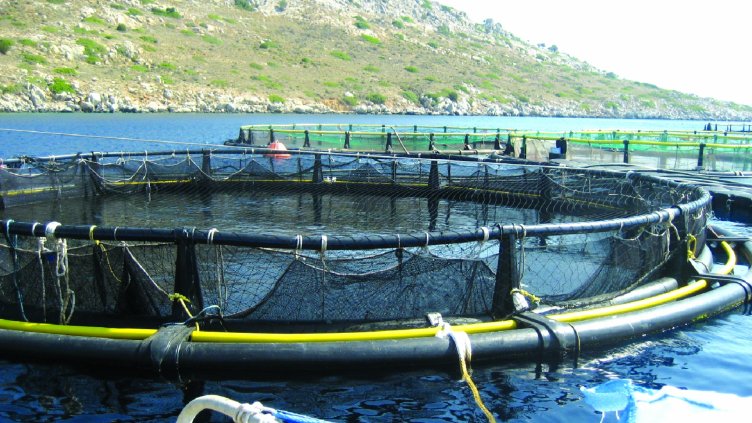 НАМАЛЯВА АДМИНИСТРАТИВНАТА ТЕЖЕСТ пред рибовъдите, които отглеждат риби в държавните изкуствени  водоеми.