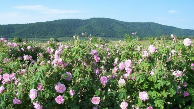 Българска розова вода за пиене – хит в Китай