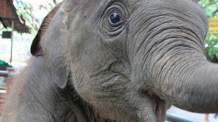 Мъж загина при опит за селфи със слон