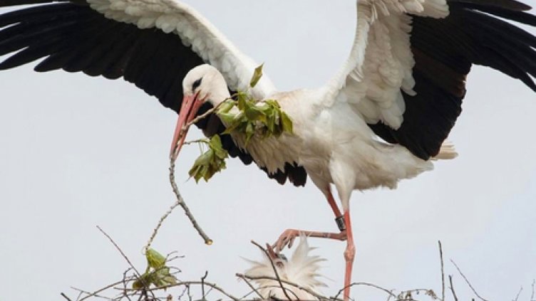 Врабци се правят на... щъркели!  