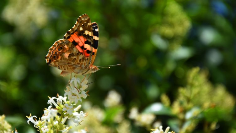 снимки: Пламен Гутинов