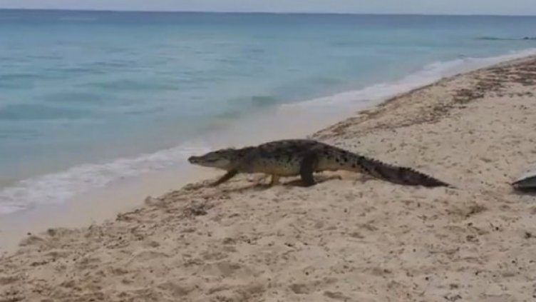 Крокодил се разходи между туристи на плажа