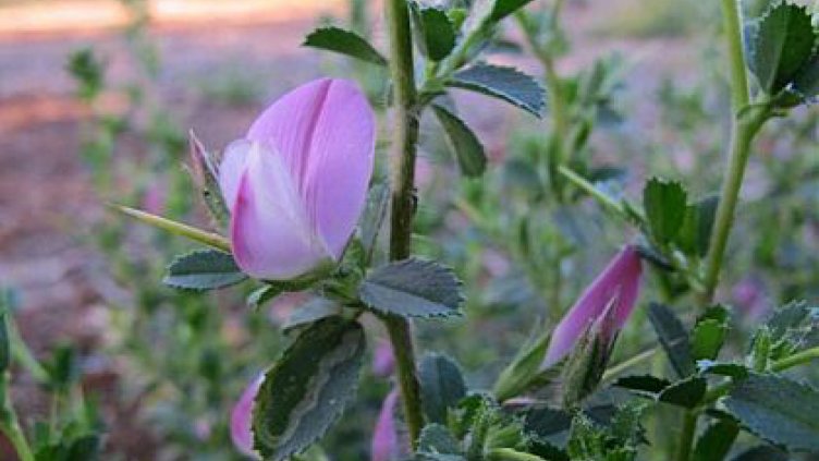 С чай от гръмотрън се свалят до 2-3 кг на месец