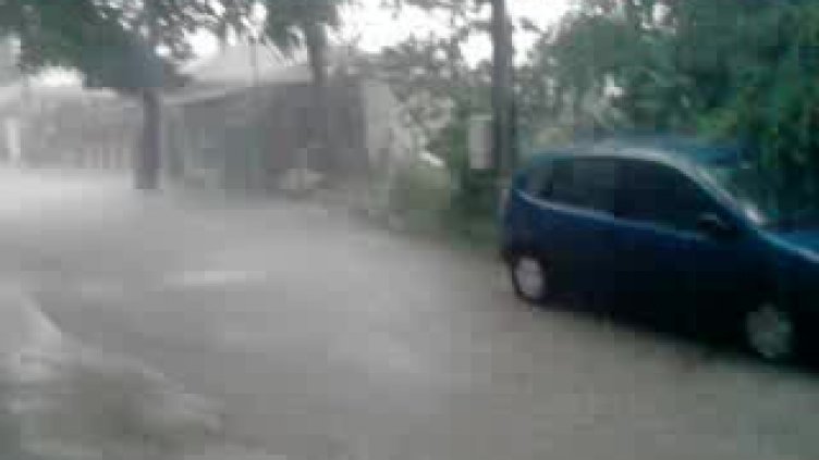 Паднали дървета и скъсани жици след бурята в Добричко