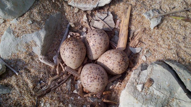 Защитена птица гнезди на Кара дере