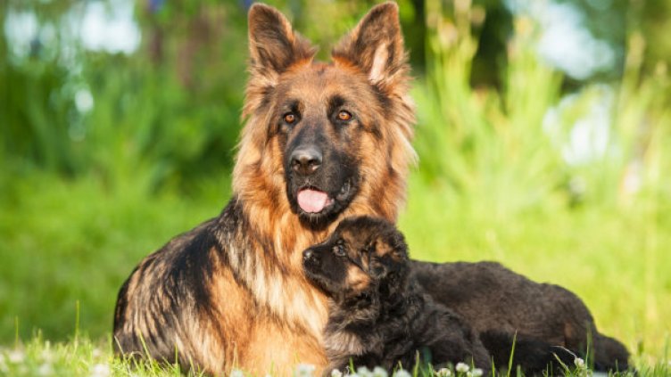 Какво куче ви пасва според зодията