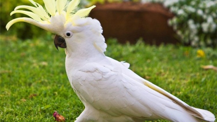 Кралицата изпрати писмо на 100-годишно какаду