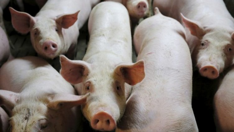 Заради чумата: Половин милион прасета застрашени да минат под ножа  