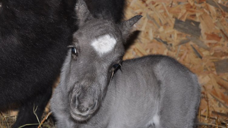 Снимка Пламен Гутинов