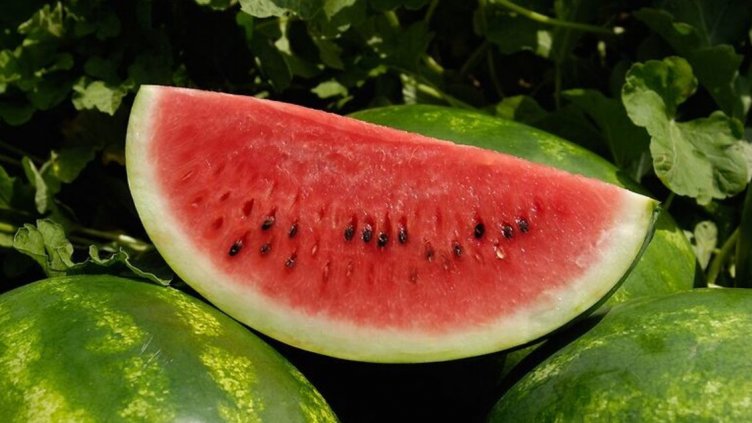 Днес е Световният ден на динята