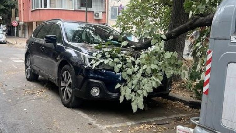 Клон се стовари върху паркирана кола