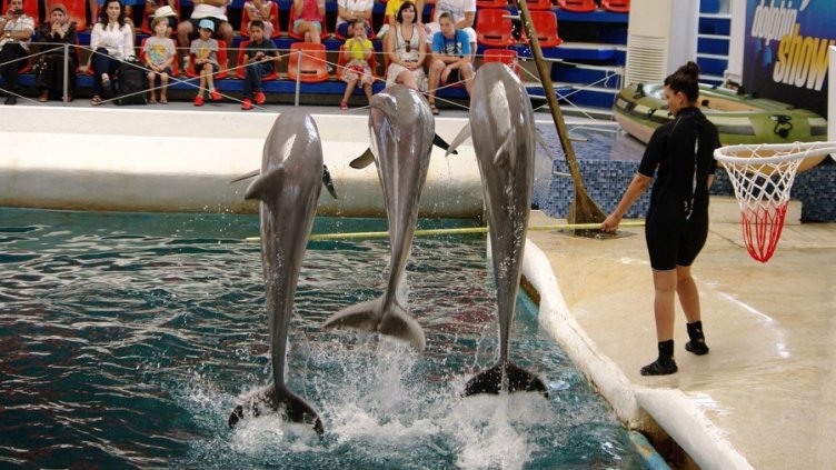 Делфинариумът във Варна с по четири представления през лятната ваканция
