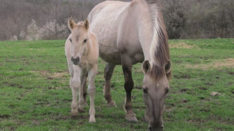 В Дупница изградиха приют за безстопанствени коне