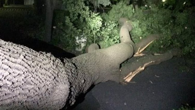 Огромно дърво се стовари в Морската градина върху минувачите