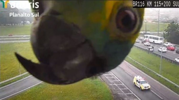 Я да видим какво ли е това? Папагал погна камера на КАТ. Култово ВИДЕО