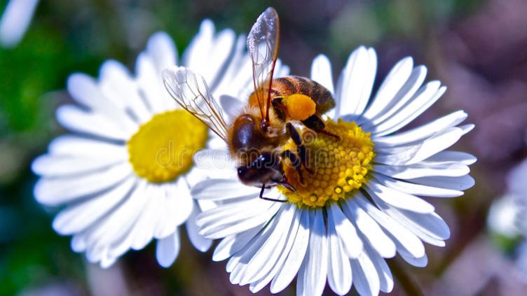 Виц на деня - 10 март 2023