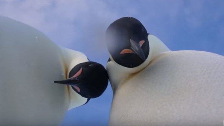 Пингвини си направиха селфи