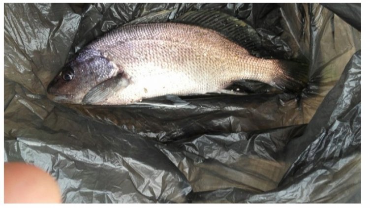 Морска врана