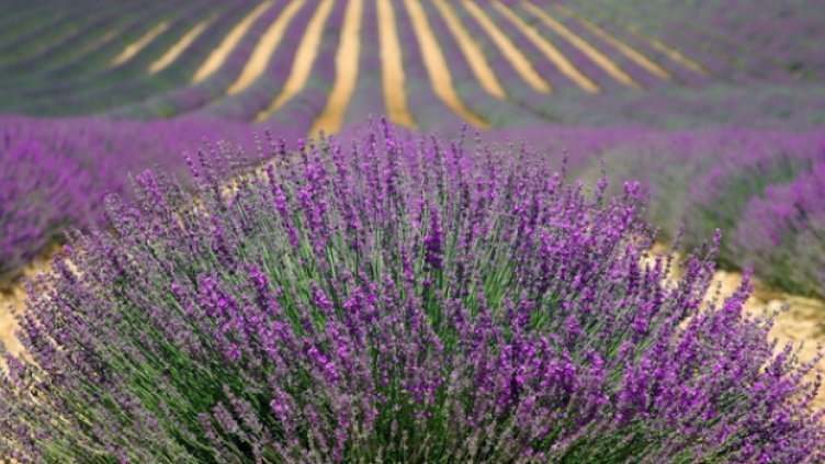 България е световен лидер в производството на лавандулово масло