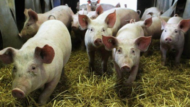Брюксел обеща компенсации за избитите прасета