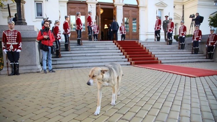 Шеф на парламента не поиска да е, но отиде на дискотека... Кучето (СНИМКИ)