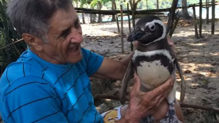 Пингвин преплува по 8000 км всяка година, за да види човека, спасил живота му (Видео)