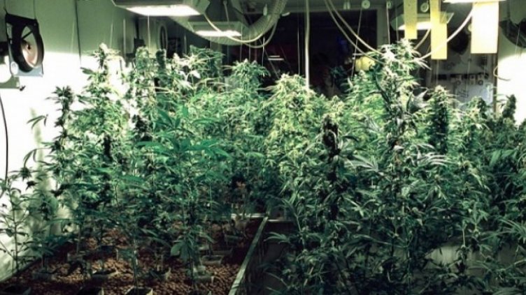 5 грама марихуана залови полицията във Варна