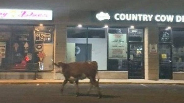 2 часа гонят крава по натоварен път. Накрая изморена легнала, не става