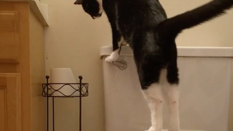 Котка навъртя солидна сметка за вода на стопанина си (ВИДЕО)