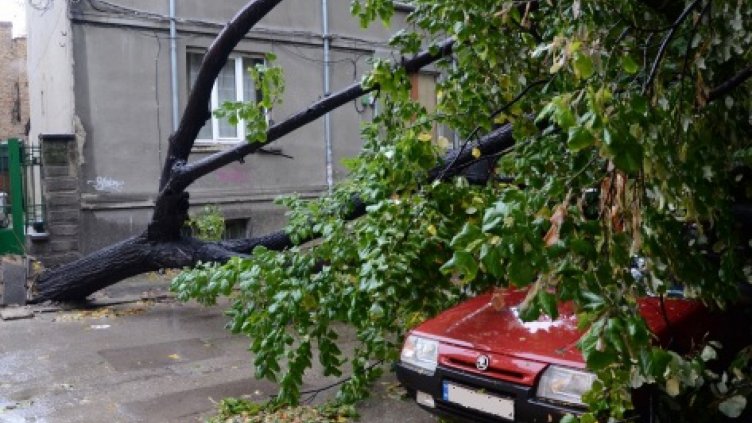 Работник загина, ударен от дърво