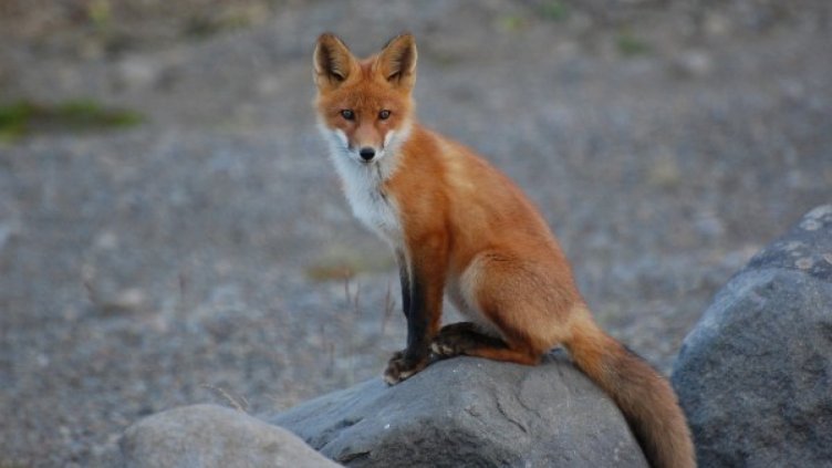 Лисици се настаниха в родопско село, избиха всички кокошки