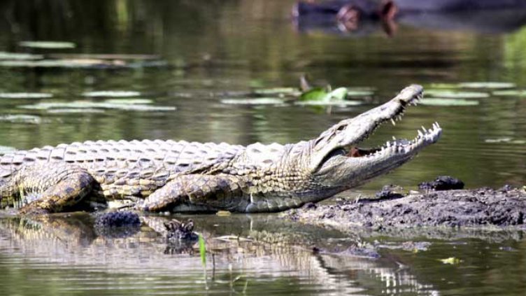 Крокодил ухапа френска туристка след опит за селфи
