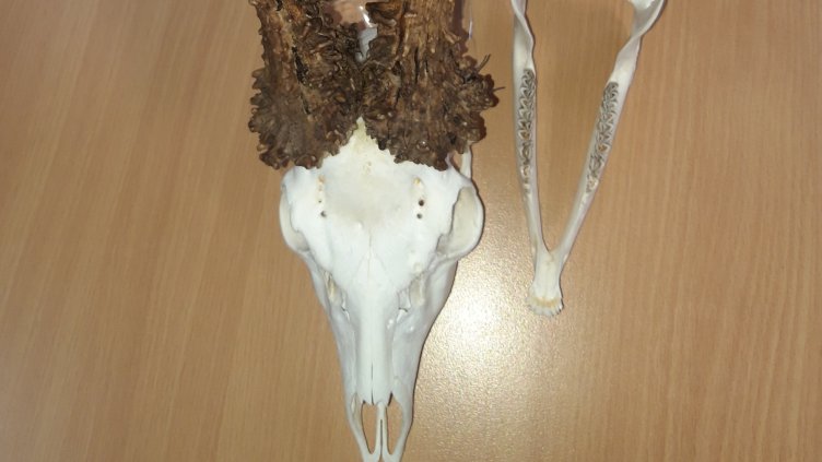 Рекламират лова край Варна пред унгарците