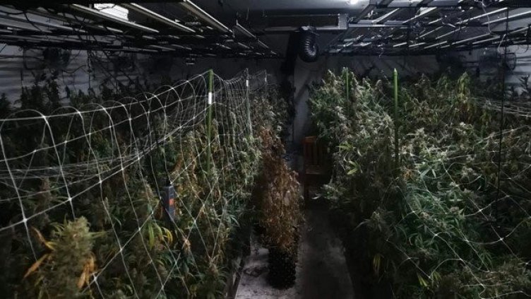 Разбиха още една наркооранжерия за "зелено" при акция "Бяло" във Варна