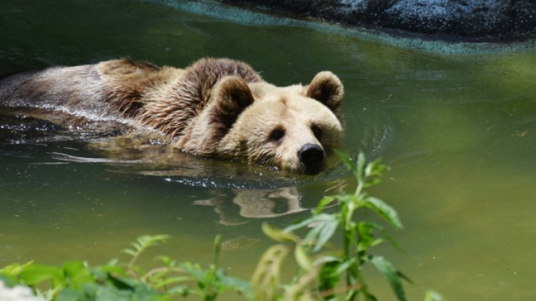 Мечката Свобода през лятото.