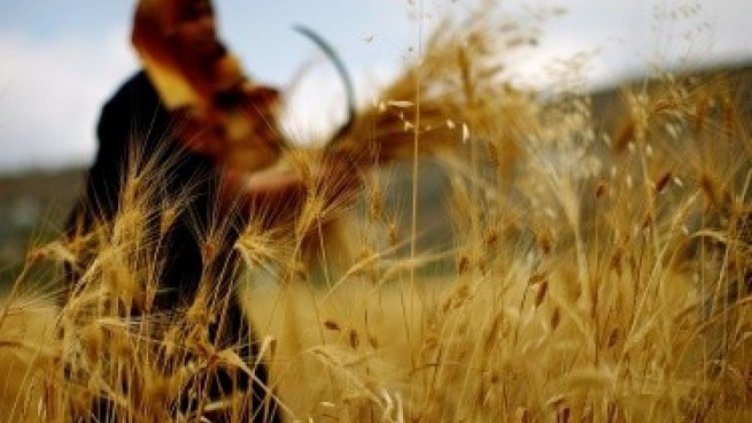 Производството на зърно ще стигне нов рекорд през сезон 2017/18