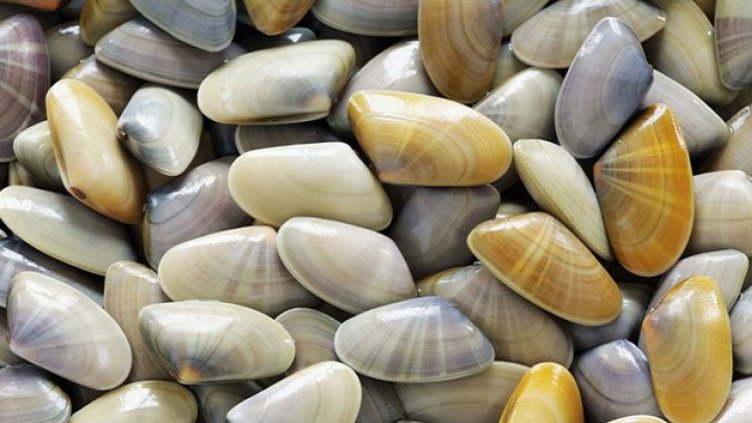 Забраняват риболова на бели пясъчни миди в Черно море