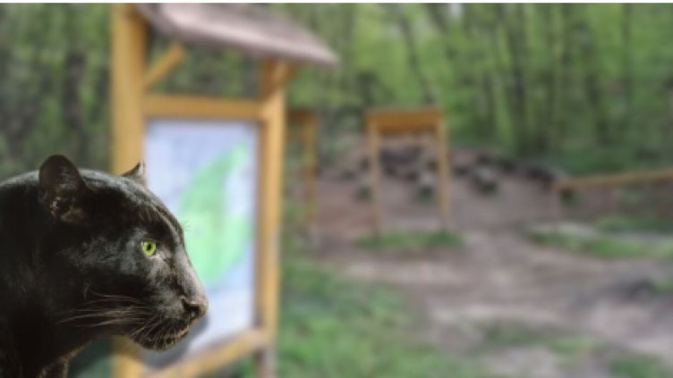 Оперативният щаб: Хищникът обикаля Шумен от седмици