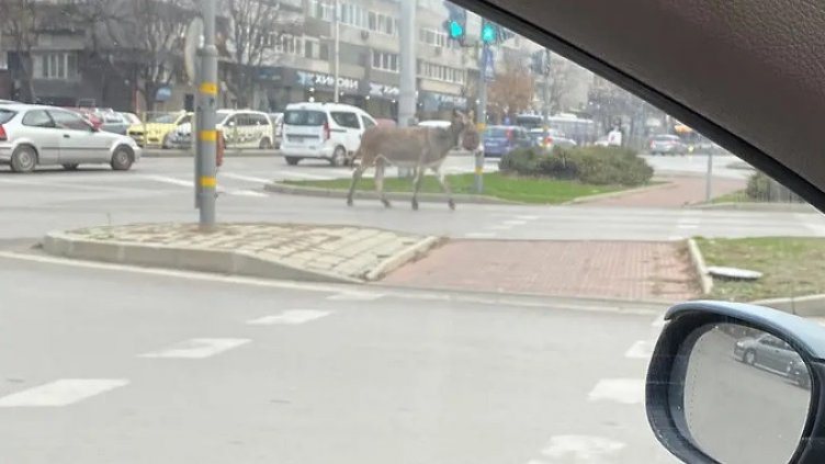 Магаре се разходи из Варна, стана хит в нета