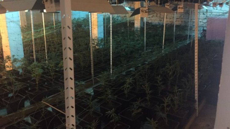 Разкриха внушителна наркооранжерия край Своге