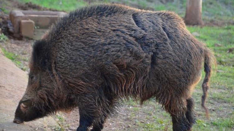 Ловният сезон: Отстреляха над 40 диви прасета в Пернишко