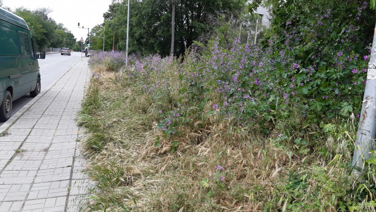 Варна заприлича на савана