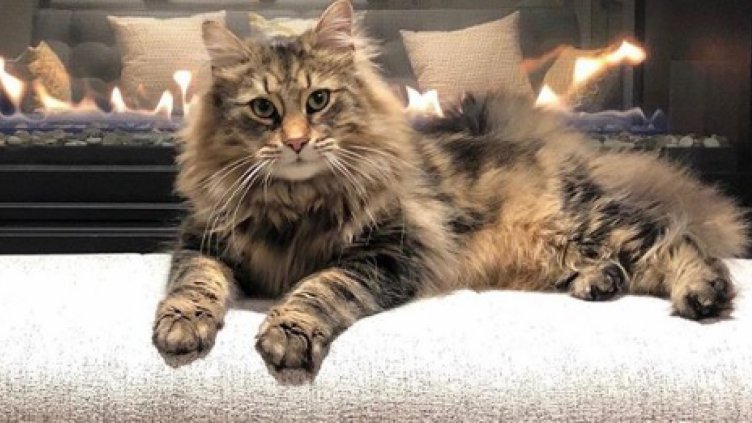 Почина звездата от хоръра „Гробище за домашни любимци“