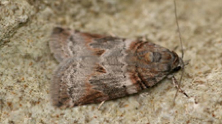 Нов вредител нападна ореховите дървета във Варненско