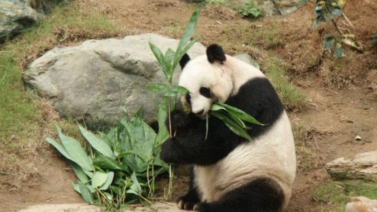 Пандата, баща на над 100 деца, почина на 31 години