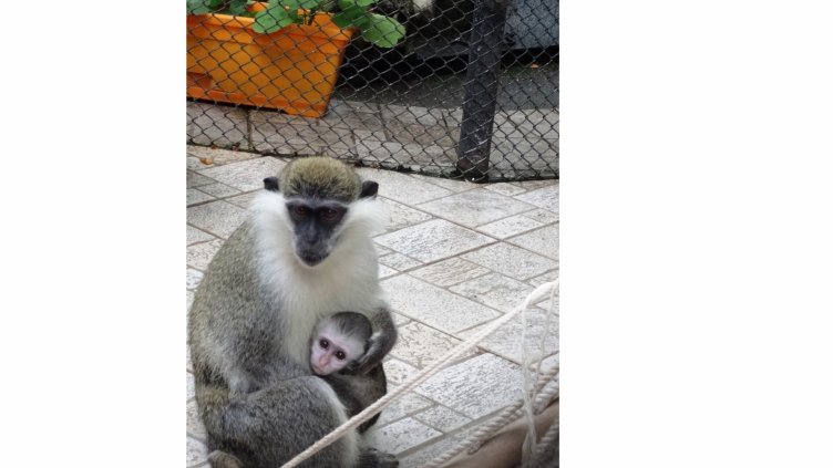 Маймуните и папагалите в Зоопарка във Варна най-чувствителни към студа